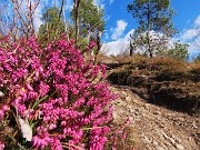 60 In decisa salita con bella fioritura di Erica